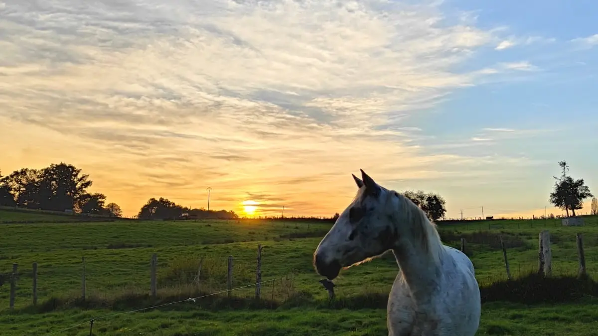 Ferme équestre Equi Complice