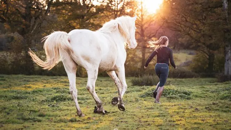 Démonstration de dressage