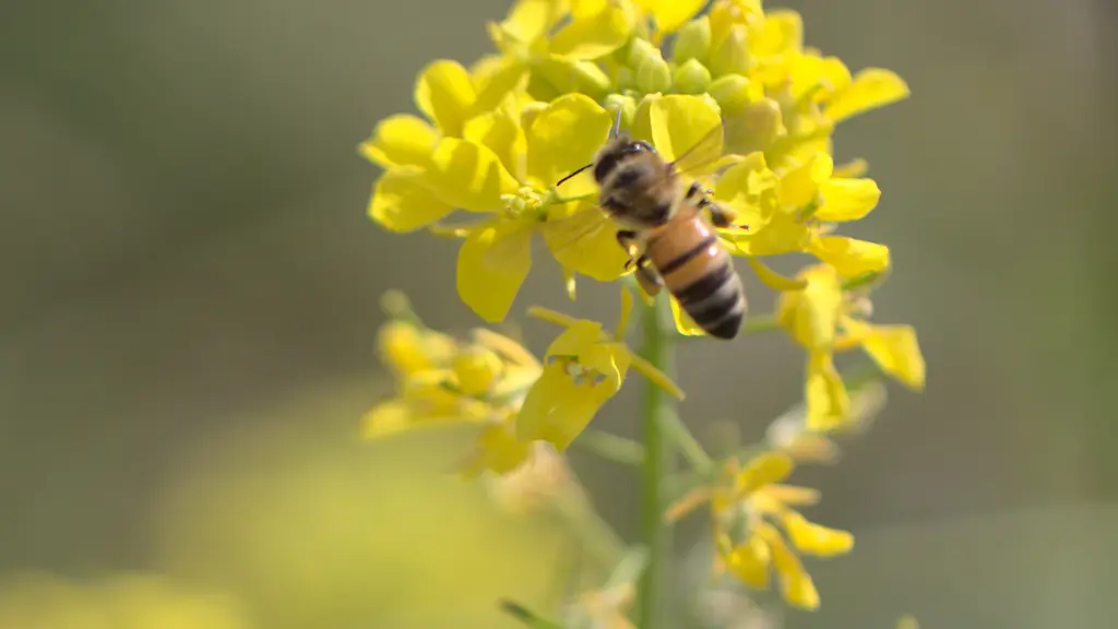 pollinisation en cours