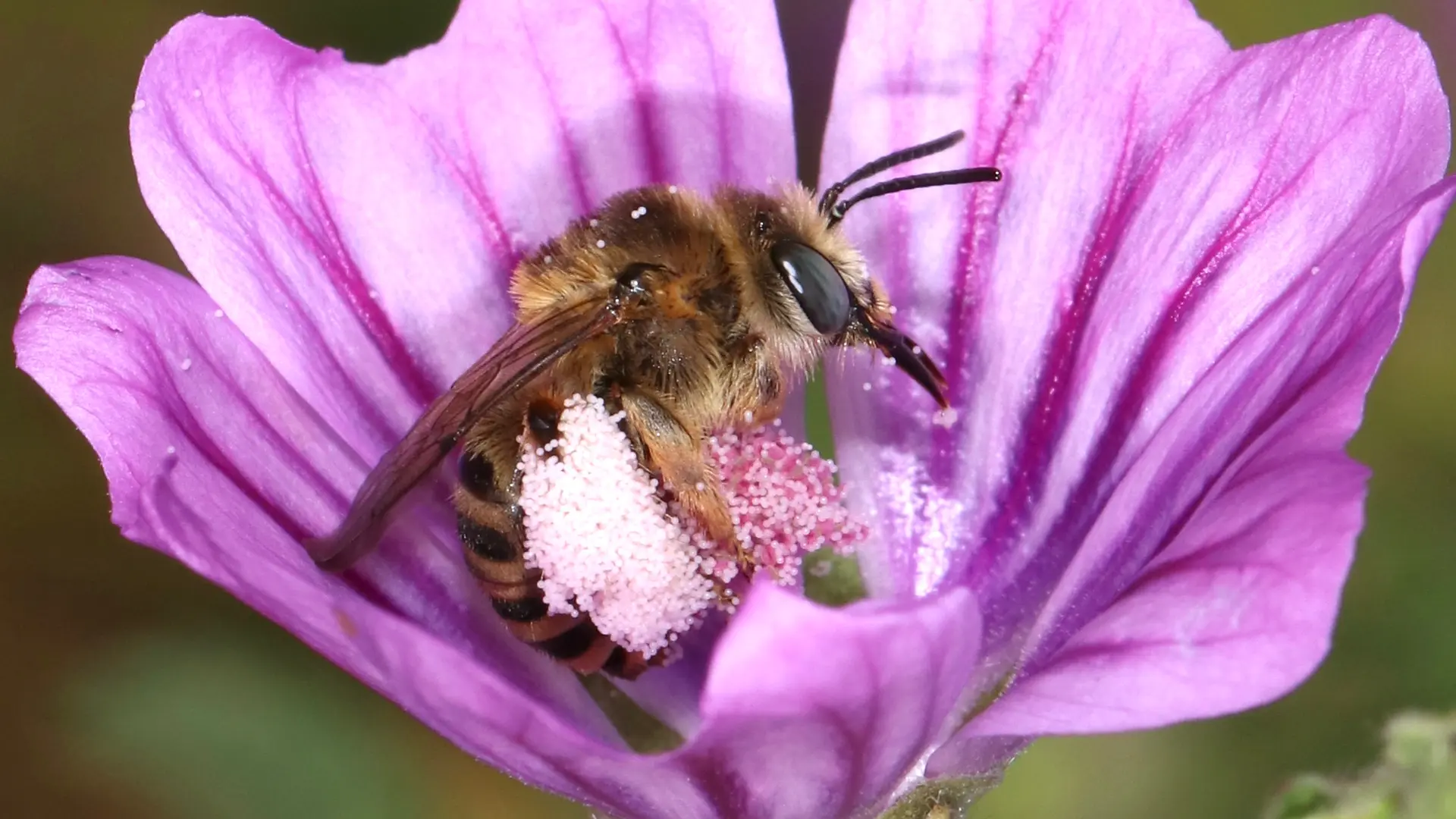 Abeille