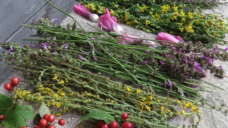 récoltes des plantes tinctoriales