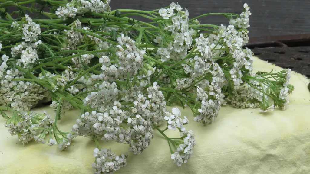 achillée et autres plantes de teinture