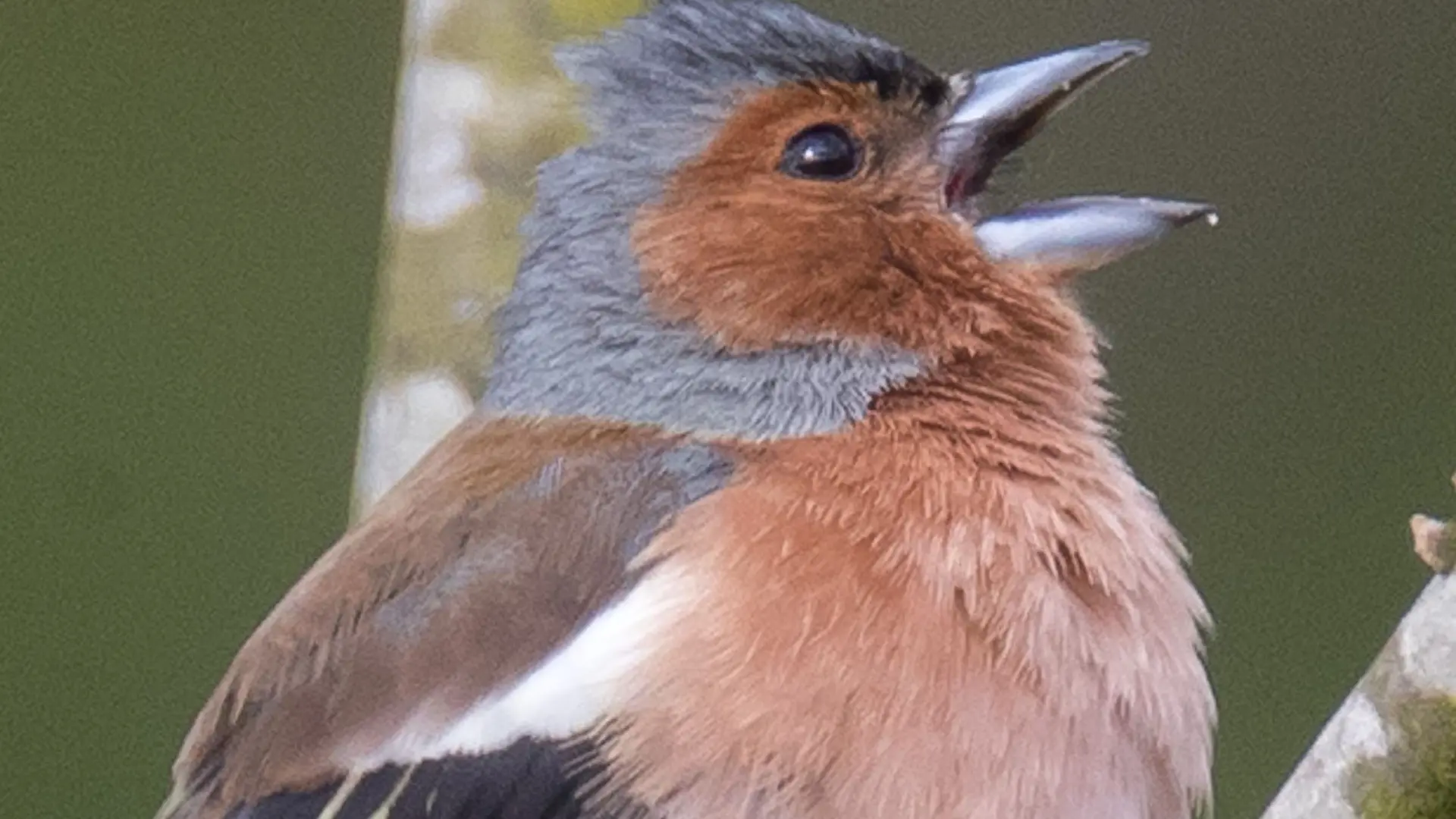 LES OISEAUX DE NOS CAMPAGNES_01
