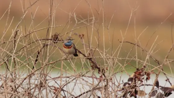 La belle gorgebleue à miroir se rencontre sur les domaines de Certes comme de Graveyron