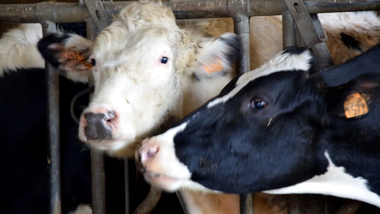 Lait secret-des-Sources Vaches