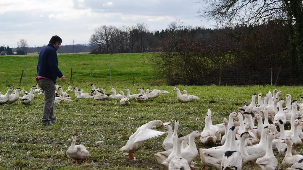 Le canard chez Degert - Canards en plein air