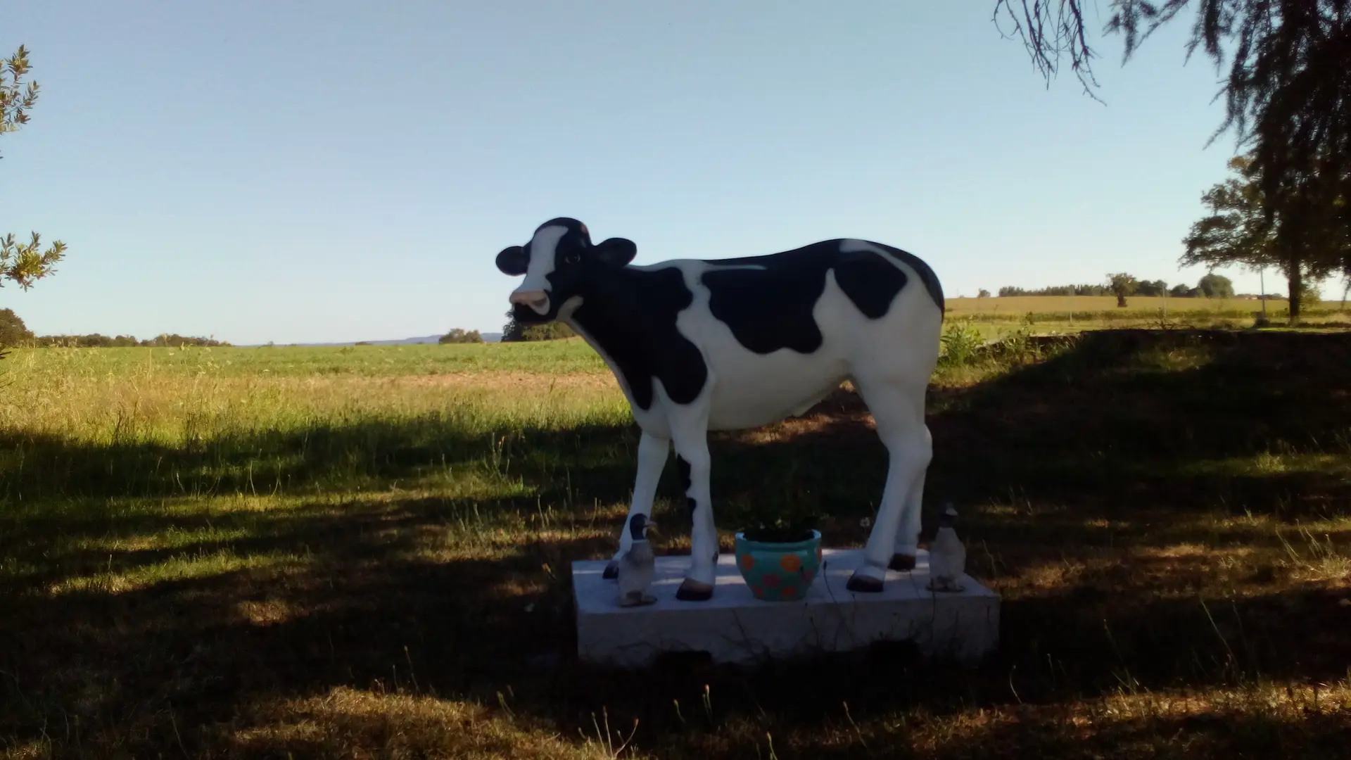 Le petit veau normand_ferme Cotin