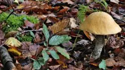 Leccinum-floccopus