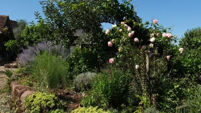 Les hirondelles2