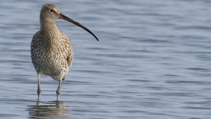 Les marées font circuler les limicoles comme ce courlis cendré, entre le bassin et le domaine