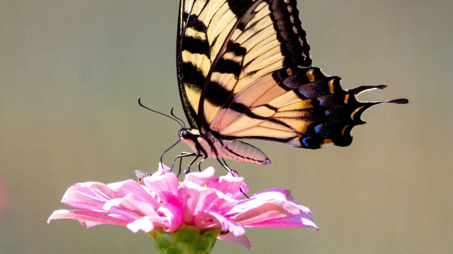 Machaon - Copie