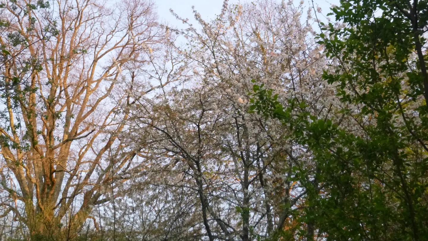 Yourte verte - Laroin - arbres du jardin