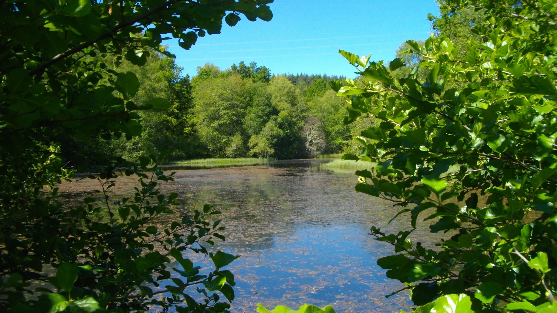Montely_etang