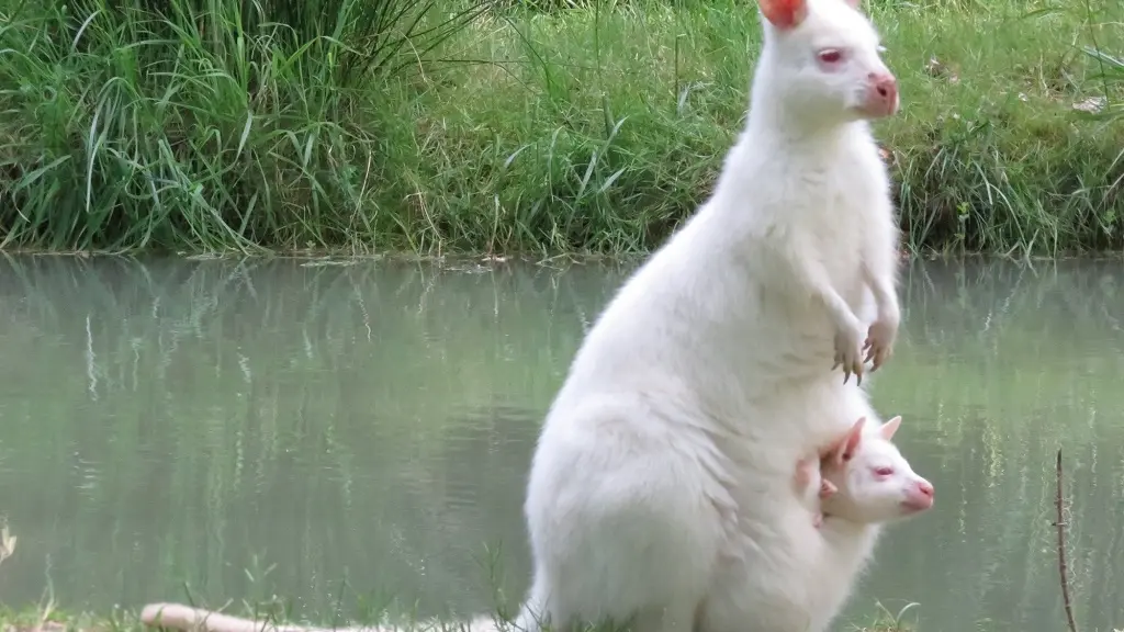 Moulin de Poyaller - Wallabies_7