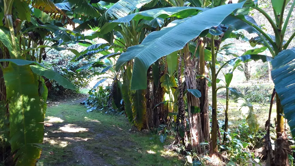 Noyer chalet - jardin