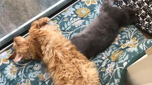 O p'tit chat gaillard