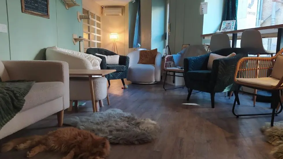 Op'tit chat gaillard