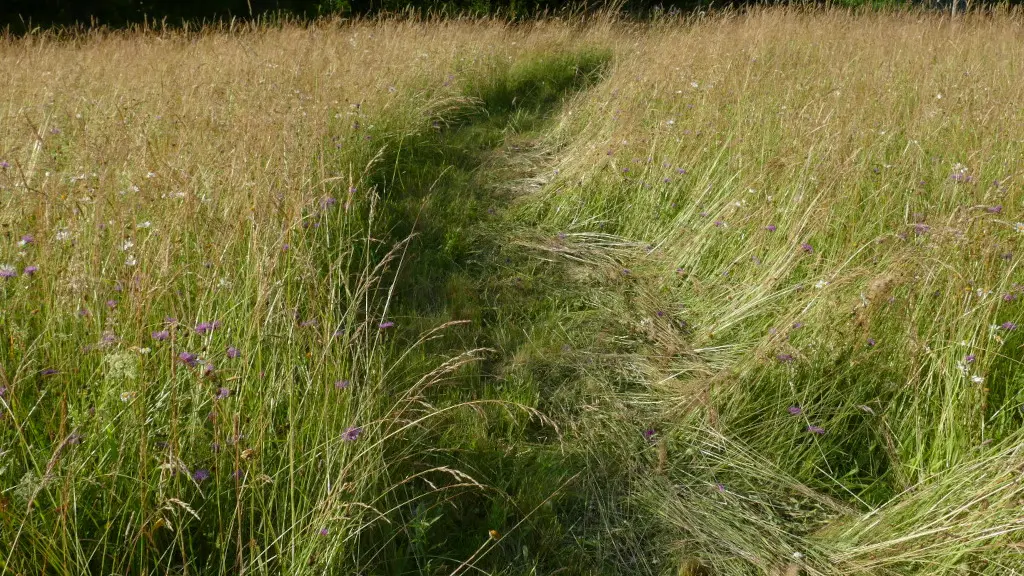 allée dans la prairie