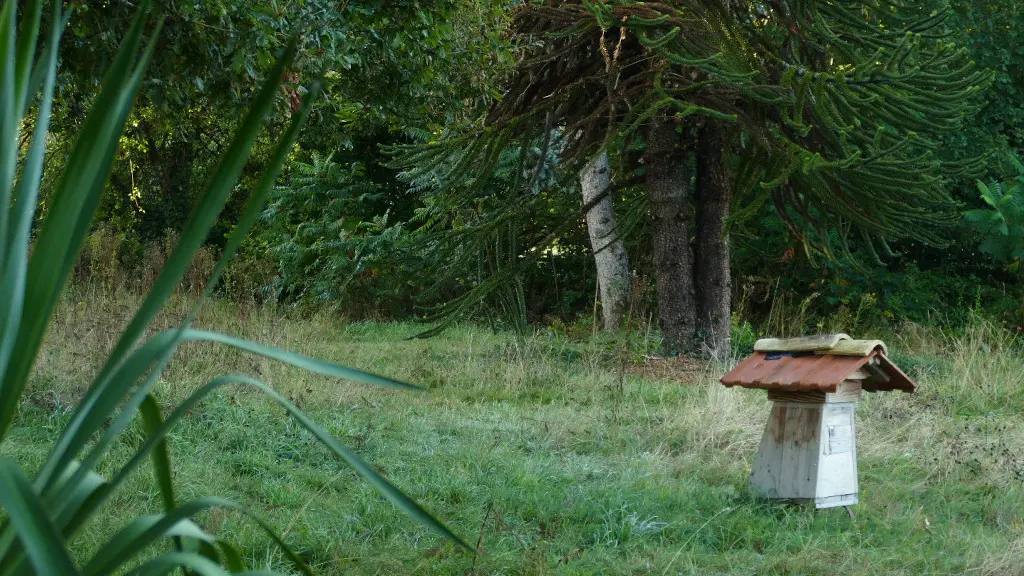 la ruche et l'araucaria
