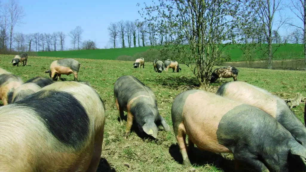 Porc Cul noir