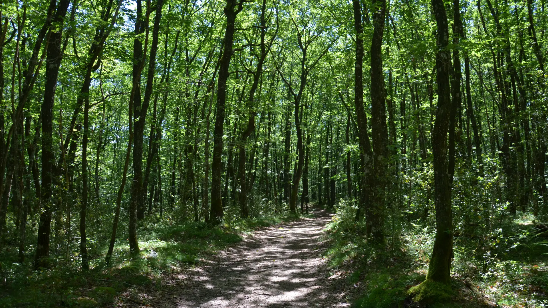 POIS3_Sornac_VTT52_foret_HCC_GSalat
