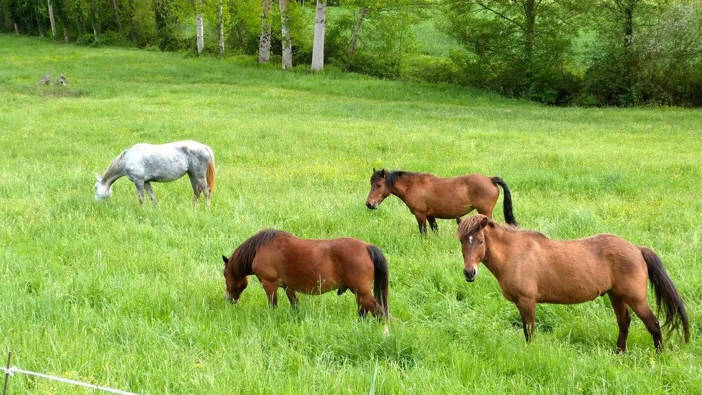 PNA_cheveaux_avril 2015©Christophe Gavet 2