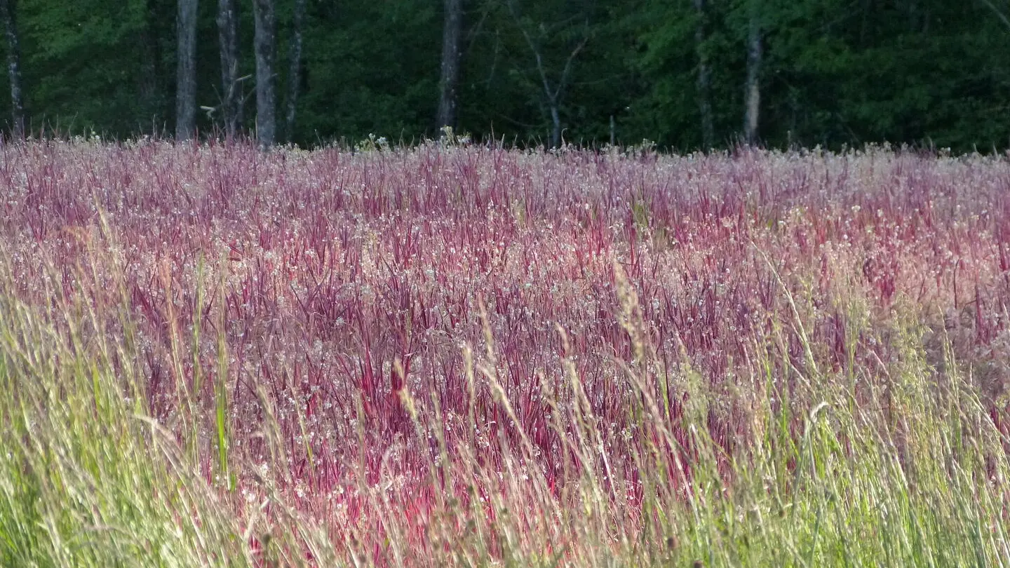 PNA_paysage_pré rouge (4)