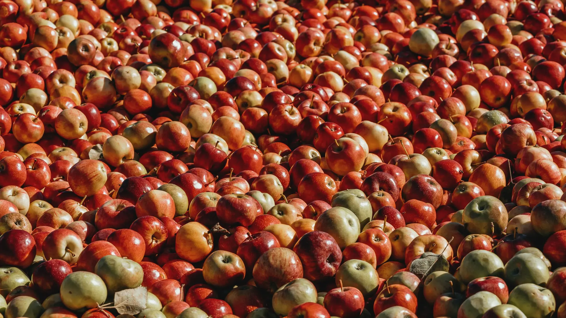 PRESSOIR POMME Odan-unsplash