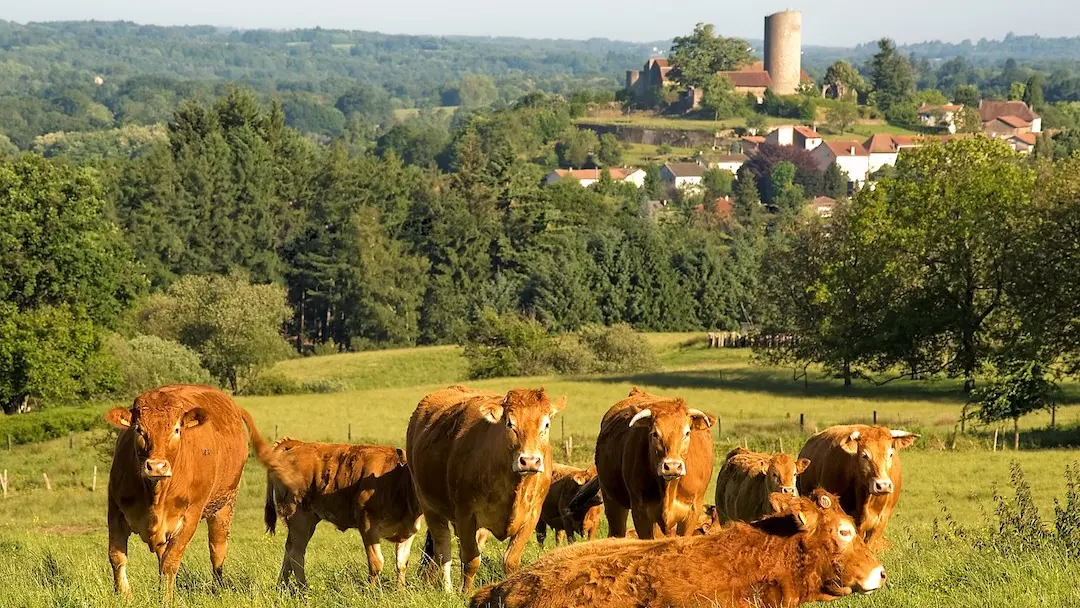 Paysage vaches
