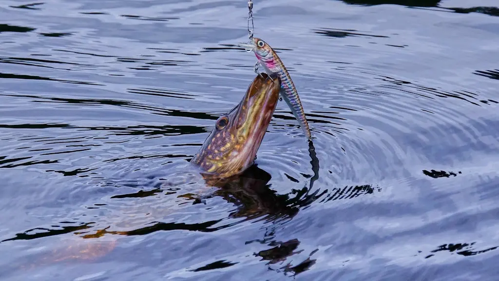 Pêche au brochet en Limousin