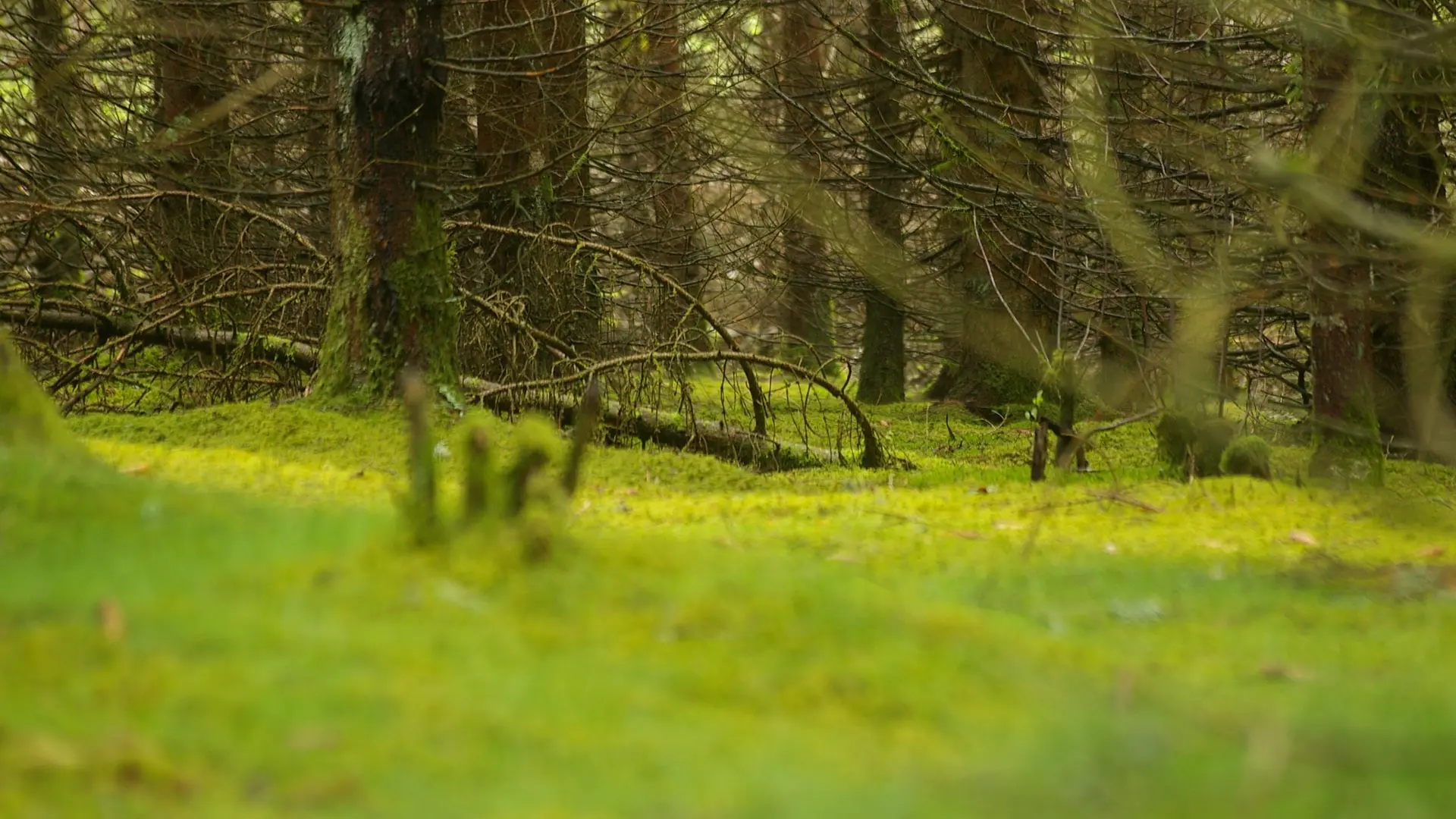 Photo_Generale_-_VTT_-_Bois_de_Chaleix_-_circuit_33_-_auteur_G_Salat