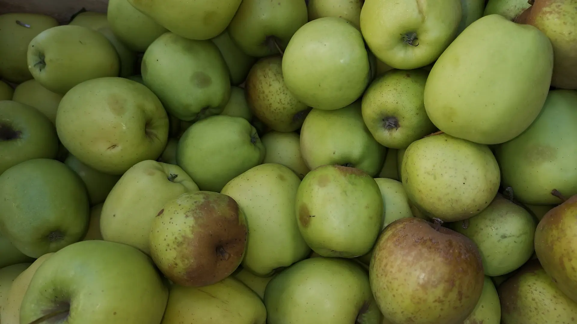 Pommes AOP - Les Vignes - Concèze © L.Léonard - Office de tourisme Terres de Correze