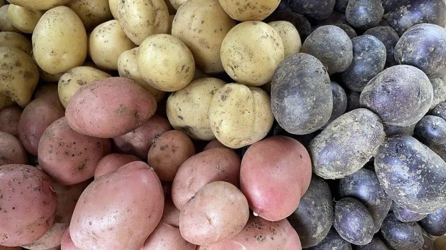 Pommes de terre