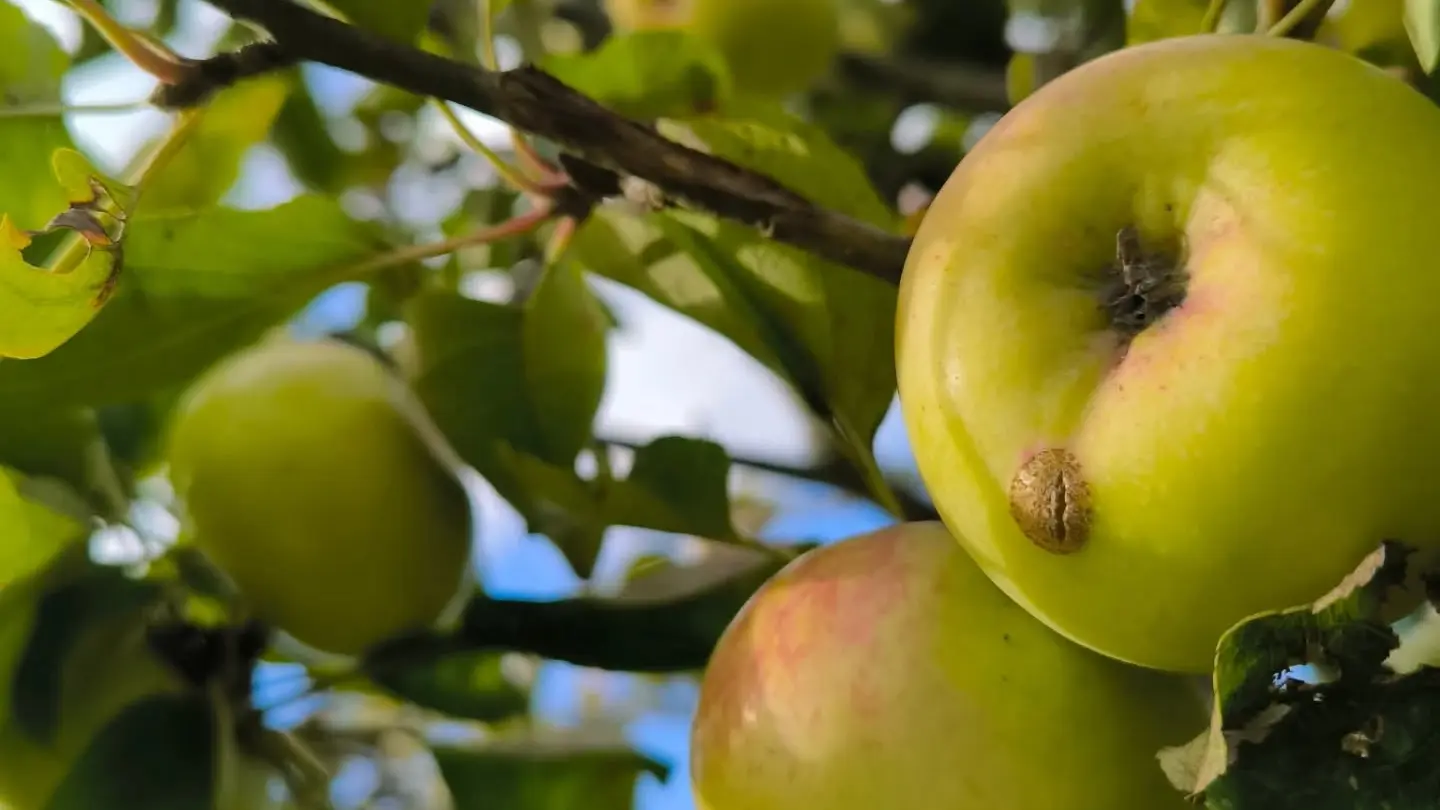 Pommiers du Domaine de la Haute Futaie
