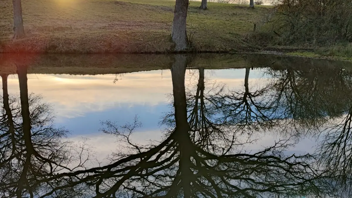 Pond Silhouette