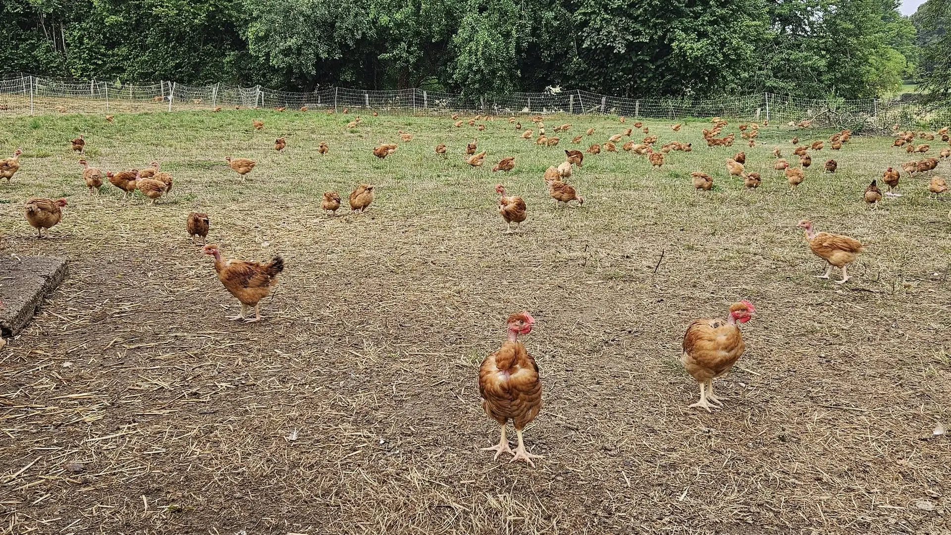 Poulets fermiers au GAEC Chabrely Les Volailles d'Angèle à Saint Paul en Haute-Vienne