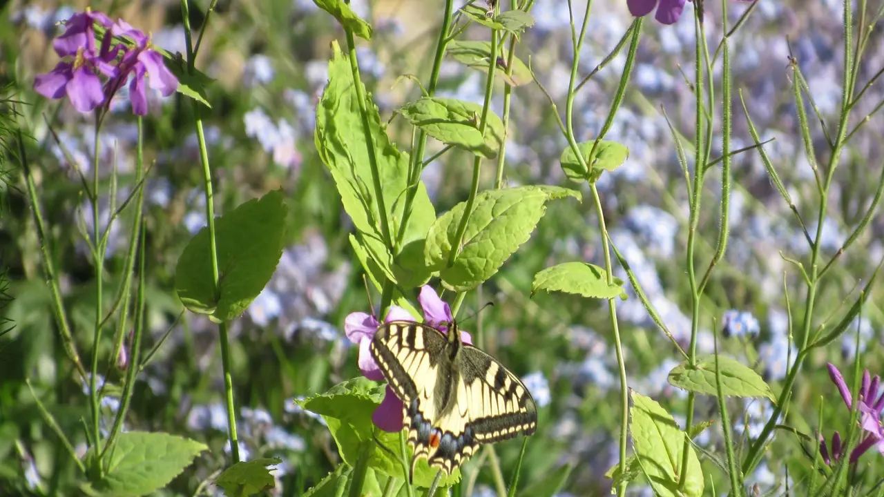 Jardin au naturel Fauves