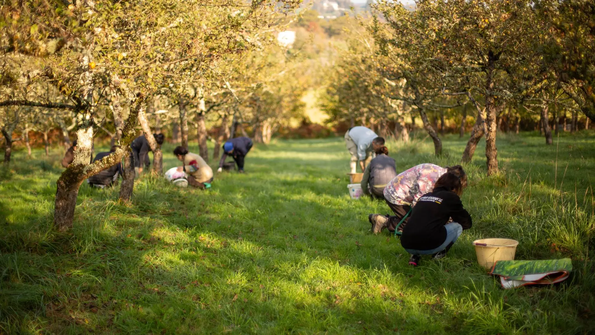 Ramassage dans le verger