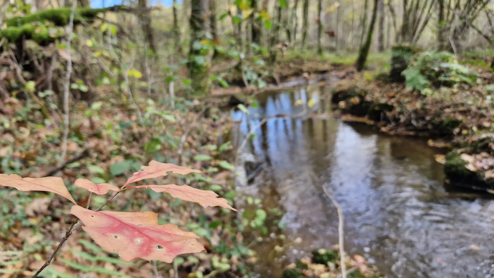 Ruisseau le Gavassou - pont des farges et de chanterane - trcohe © JL (2)