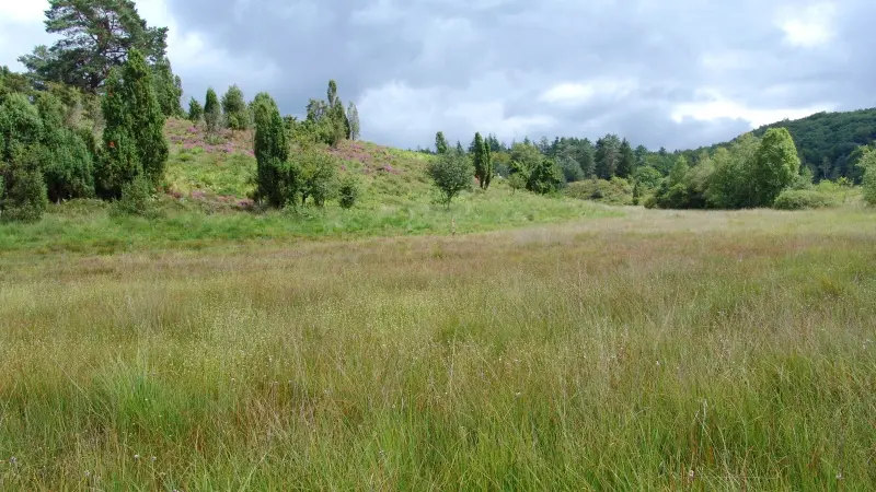 Tourbière des Dauges