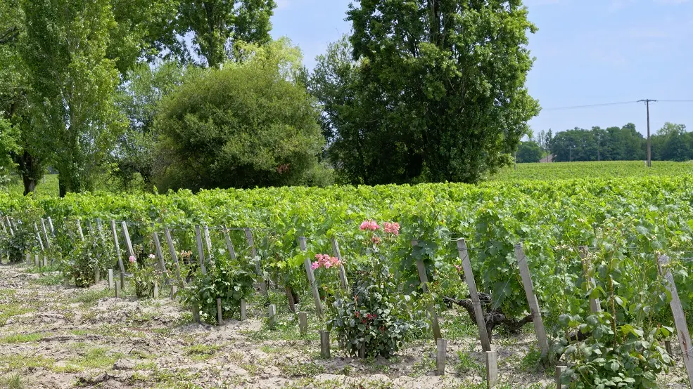 Château Siran