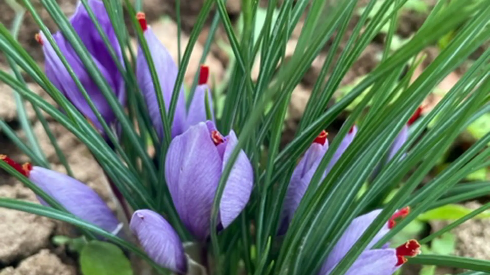 Safran_de_la_Vézère4