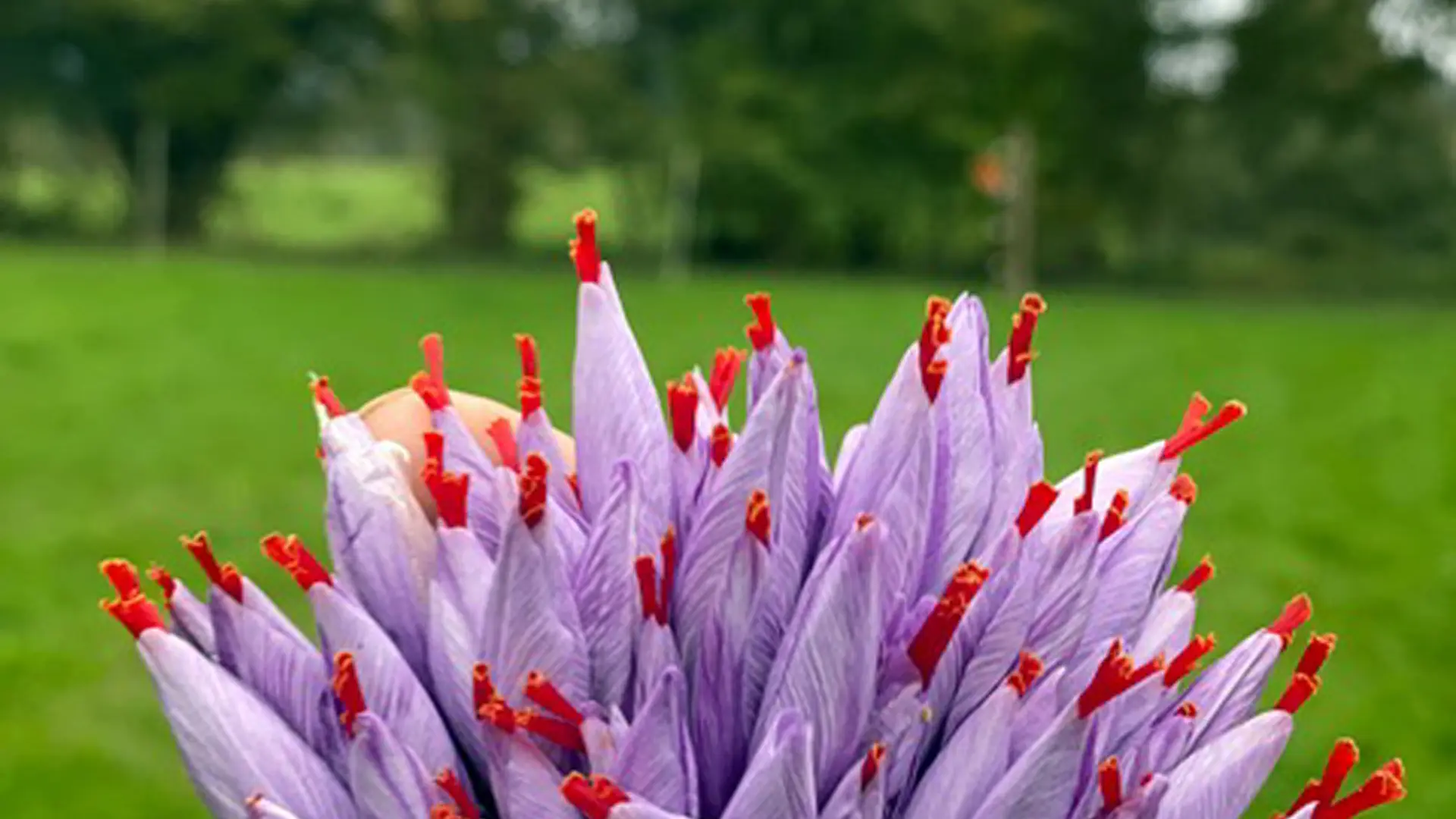 Safran_de_la_Vézère6