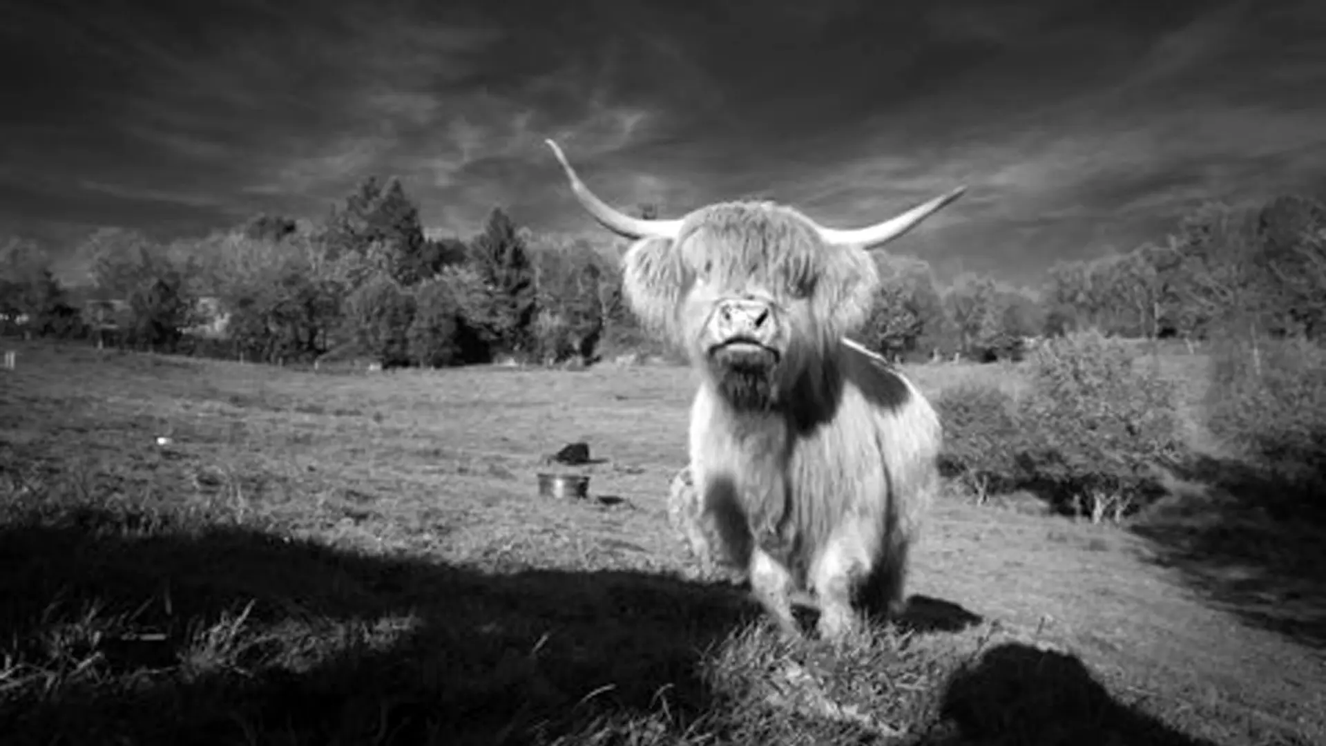 Safran_de_la_Vézère8