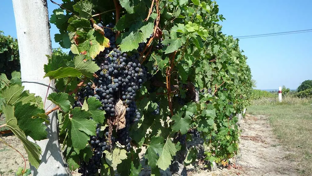 Saint_Laurent_des_Vignes1