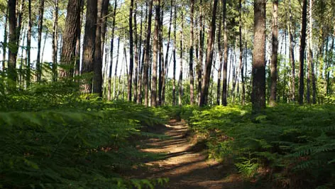 Sentier Pontenx 1