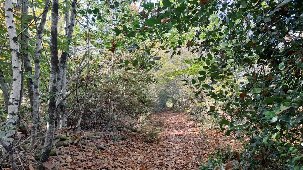 Sentier de randonnée running et VTT du Bois de Lifarnet à Saint-Léonard de Noblat