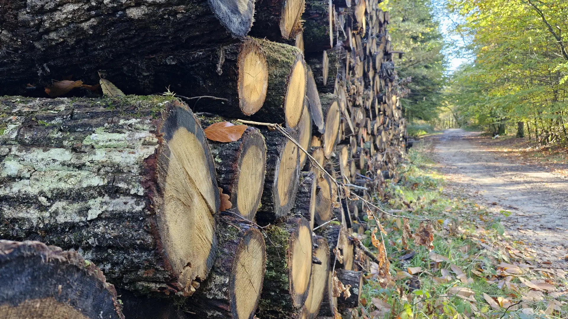 Sentiers - Circuit du bourg - Lamongerie © JL (42)