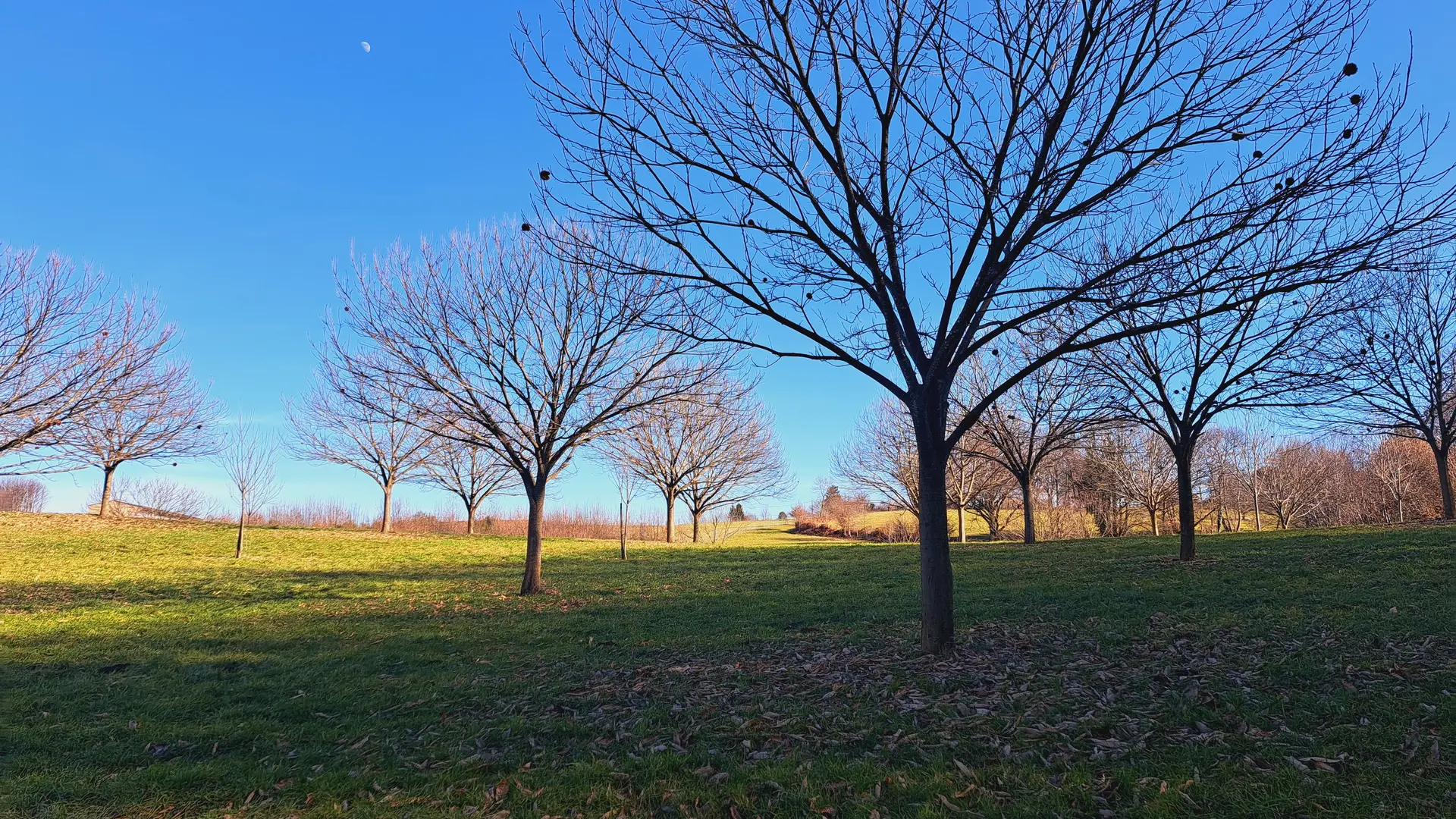 Stèle du Pape Innocent VI - La Siauve - Beyssac © JL OT TDC (3)