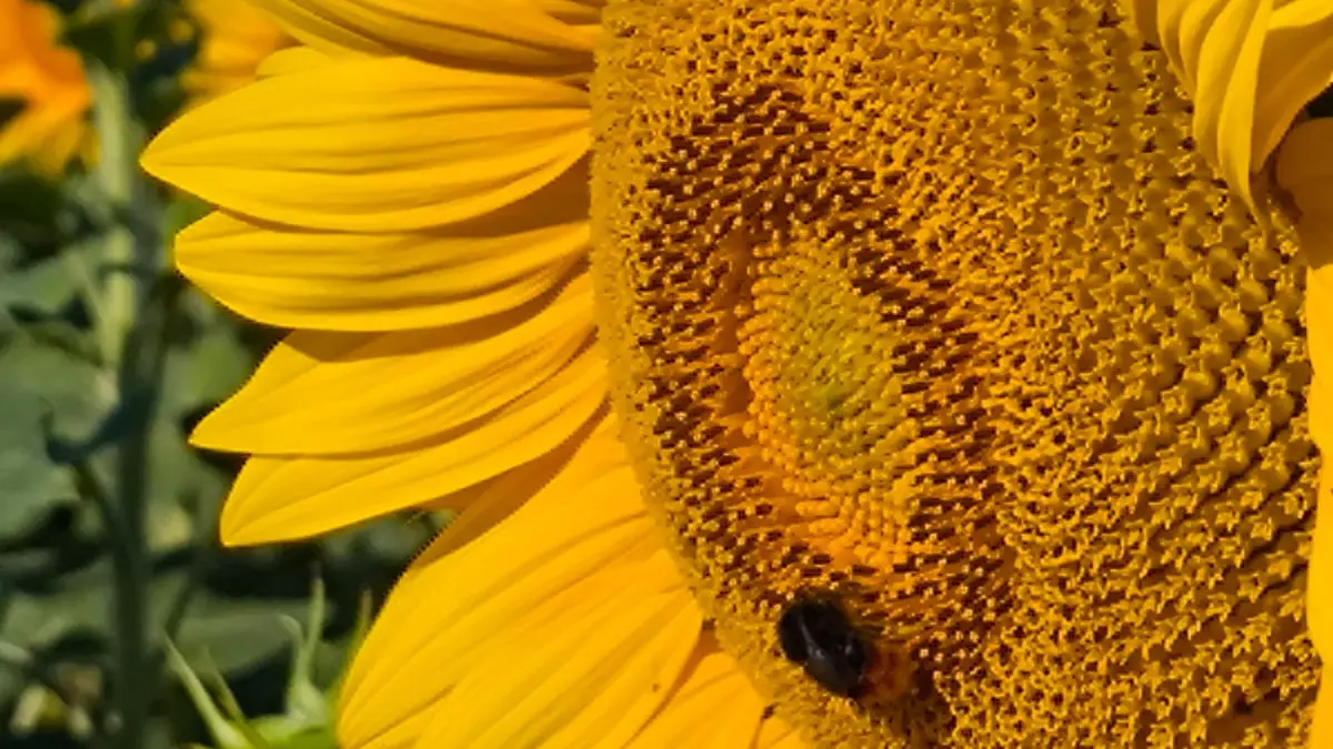 Sunflower